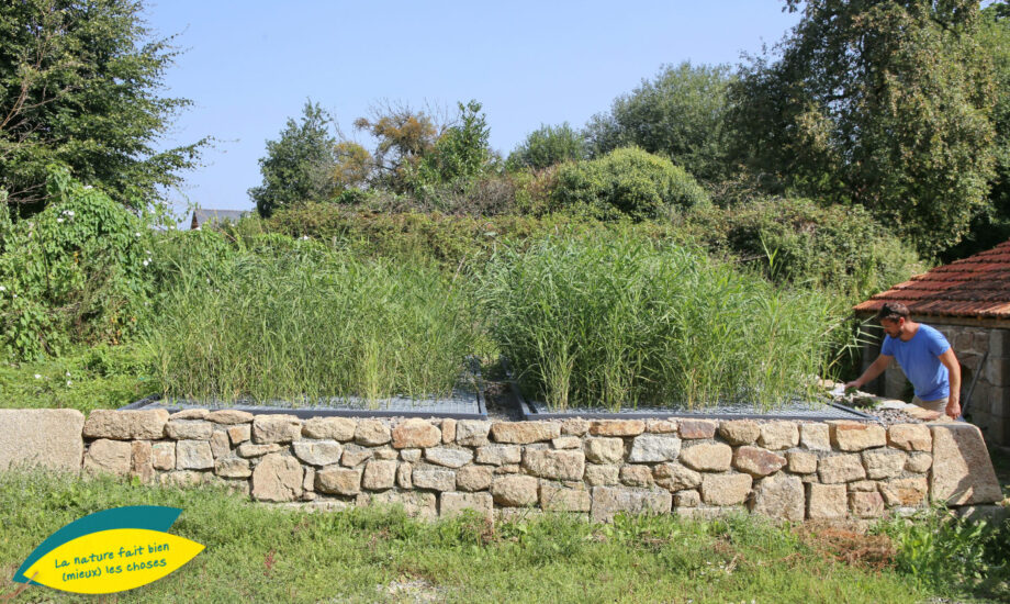 Jardin d'Assainissement Aquatiris - Gamme Roseaux