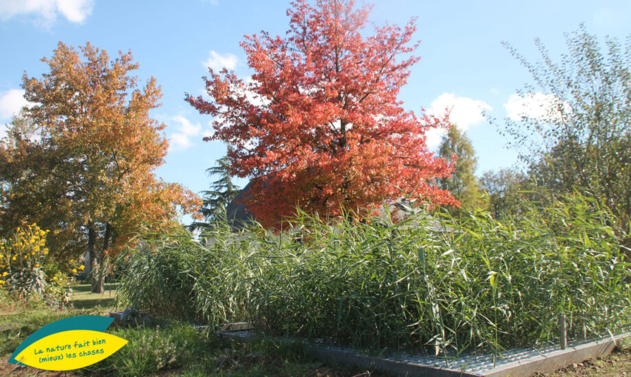 Jardin d'Assainissement Aquatiris - Gamme Roseaux