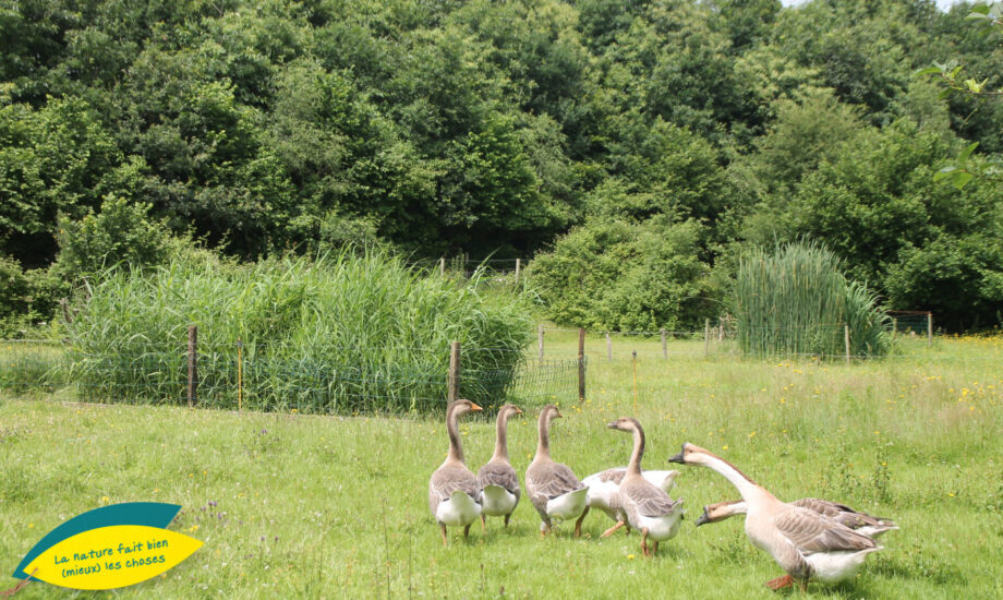 Jardin d'Assainissement Aquatiris - Gamme Roseaux