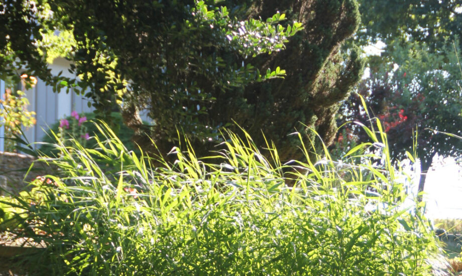 Jardin d'Assainissement Aquatiris - Gamme Roseaux