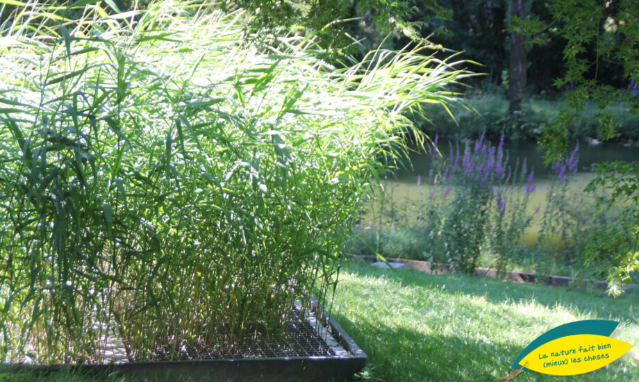 Jardin d'Assainissement Aquatiris - Gamme Roseaux