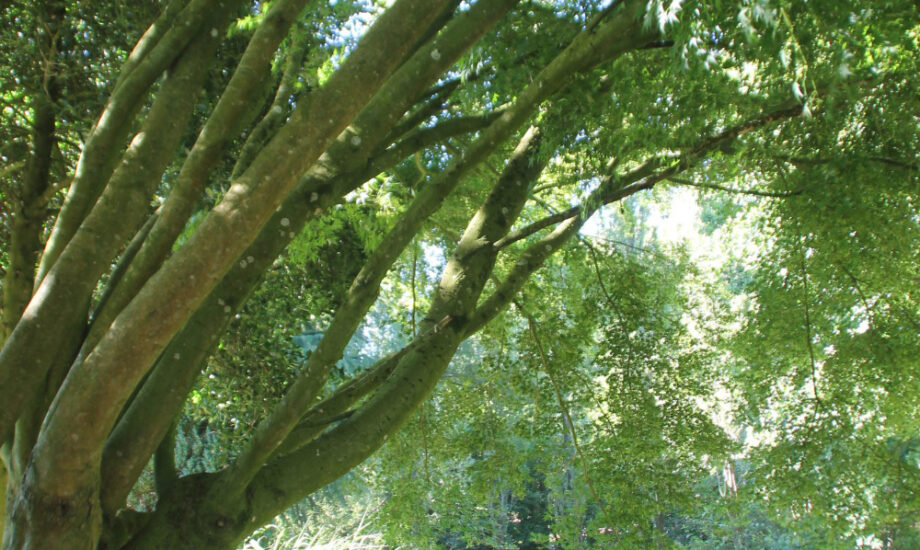 Jardin d'Assainissement Aquatiris - Gamme Roseaux