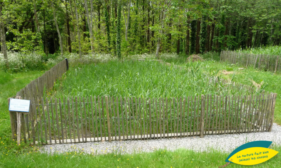 Jardin d'Assainissement Aquatiris - Gamme Roseaux