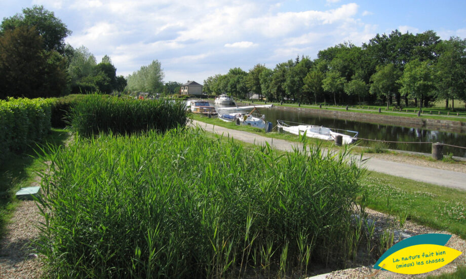 Jardin d'Assainissement Aquatiris - Gamme Roseaux