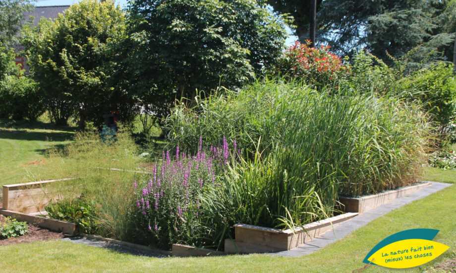 Jardin d'Assainissement Aquatiris - Gamme Iris