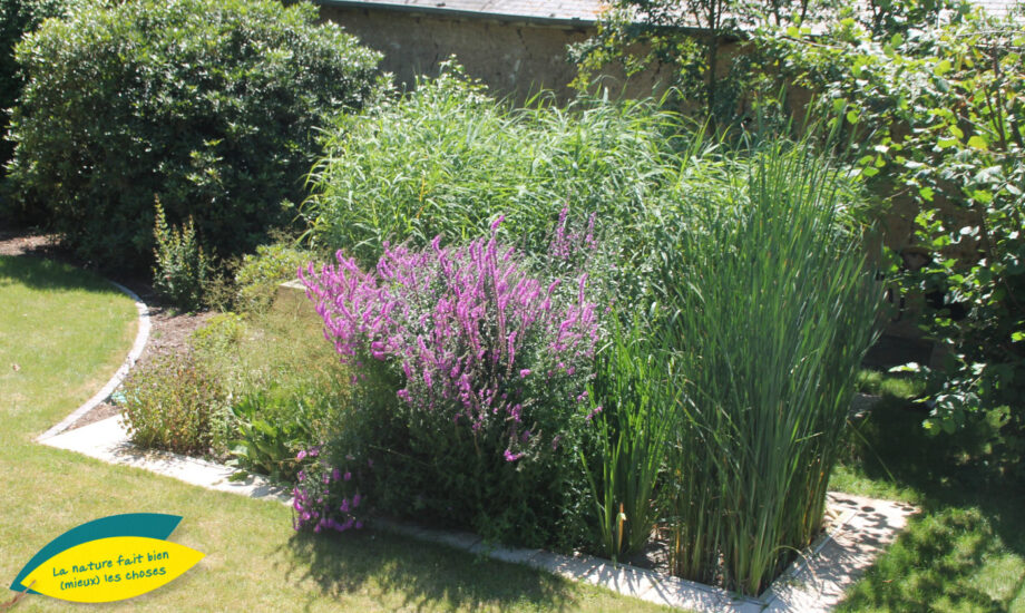 Jardin d'Assainissement Aquatiris - Gamme Iris