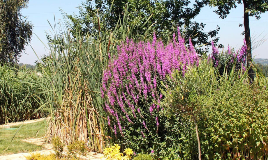 Jardin d'Assainissement Aquatiris - Gamme Iris