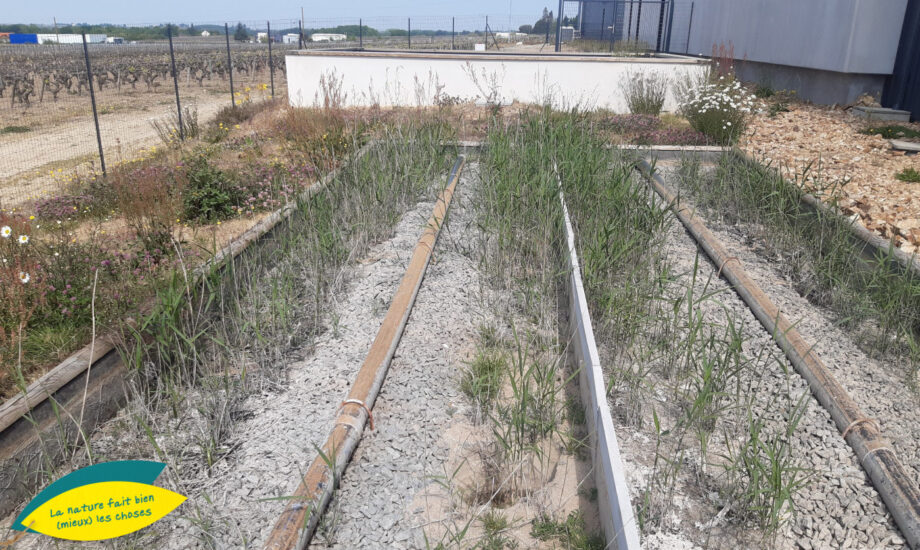 Filtre à bois et filtre planté de roseaux Traitement d’effluent de transformation animale Dpt03