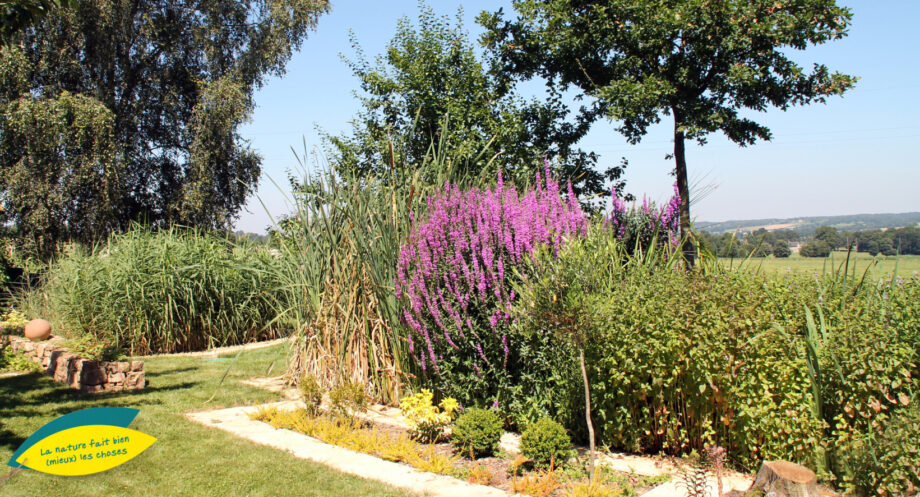 Jardin d'Assainissement Gamme Iris