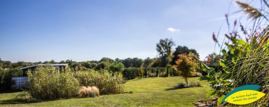 Jardin d'Assainissement Gamme Roseaux